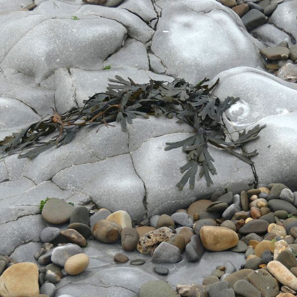Strand of seaweed and pebbles on water-worn Pembroke Limestone Carboniferous era wave-cut platform on the beach at Ogmore-by-Sea on the Glamorgan coast in South Wales
