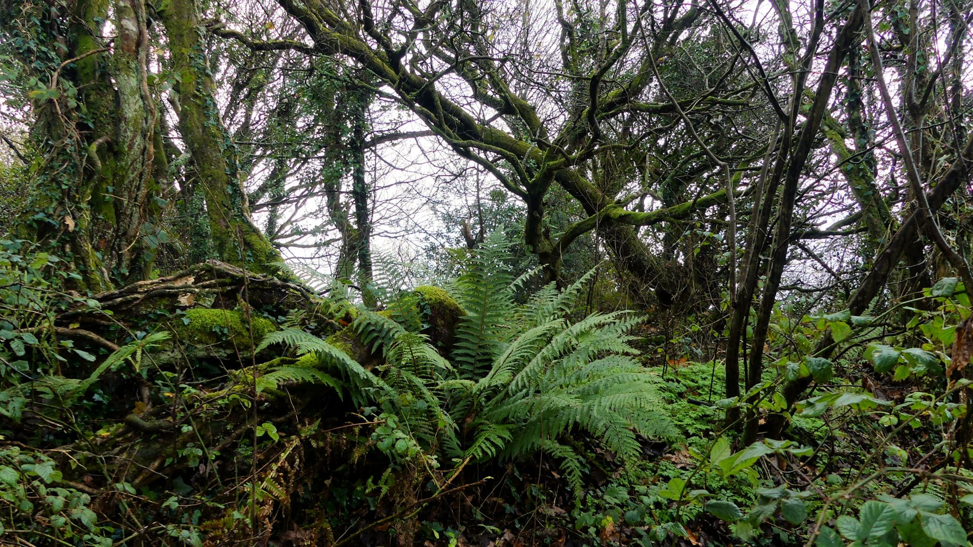 Trees, moss, and ferns on Mountebank, the Penrice Castle Estate, site of the earthworks for the first Penrice castle built in the 12th century