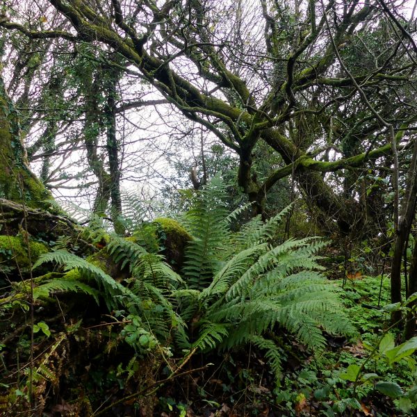 Trees, moss, and ferns on Mountebank, the Penrice Castle Estate, site of the earthworks for the first Penrice castle built in the 12th century