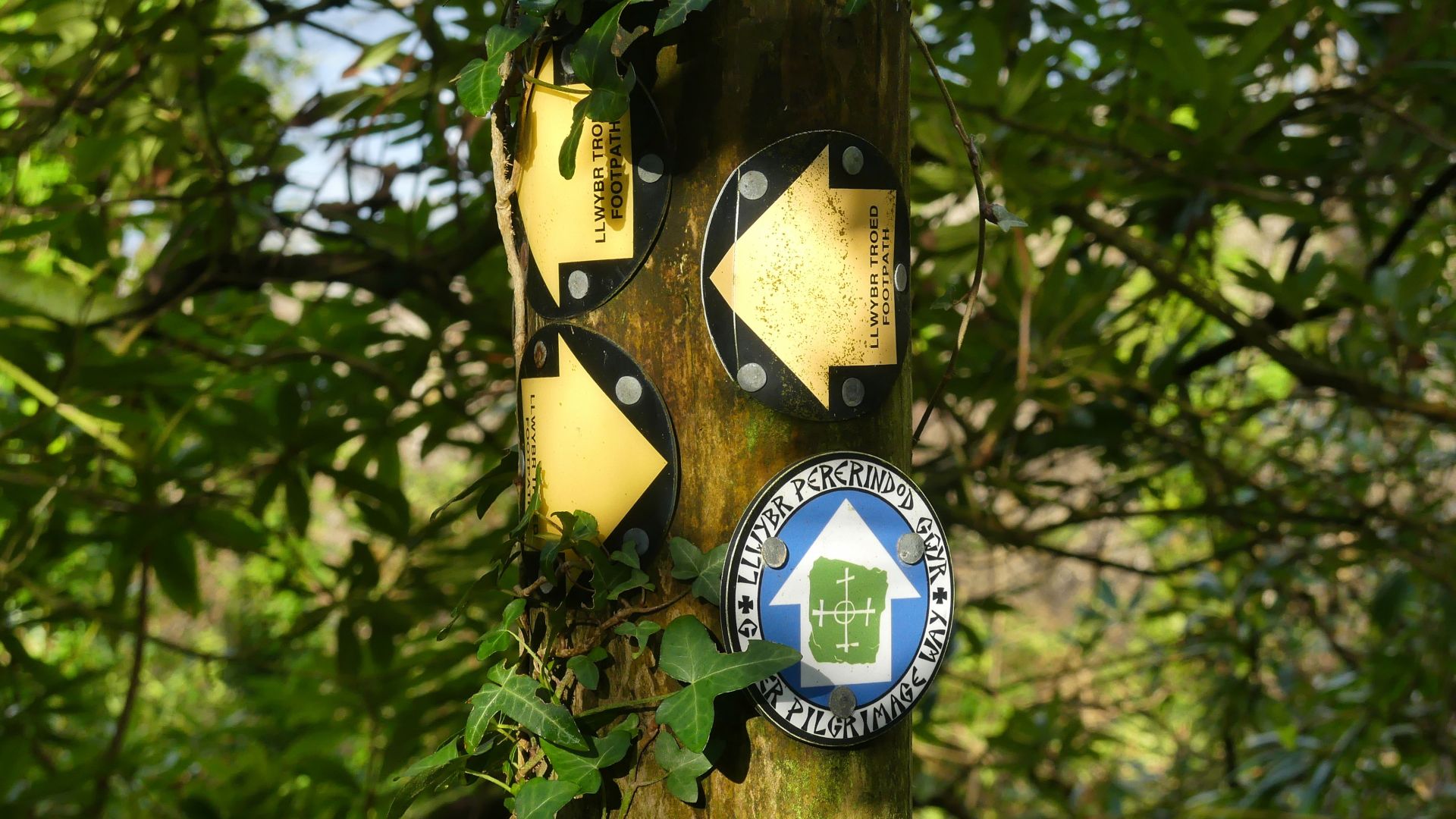 Signpost for the Gower Pilgrimage Way in Mill Wood at Penrice in Gower, South Wales, near Hillside Cottage
