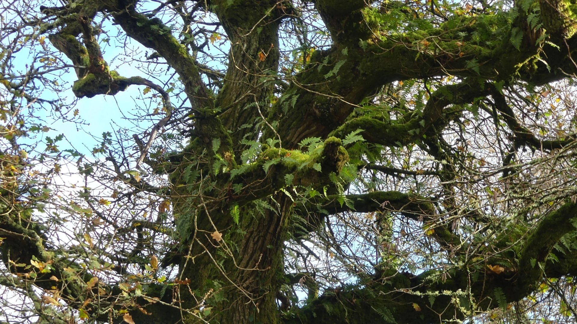 Ferns and moss on an old tree in winter near Penrice Castle Estate in Gower, South Wales