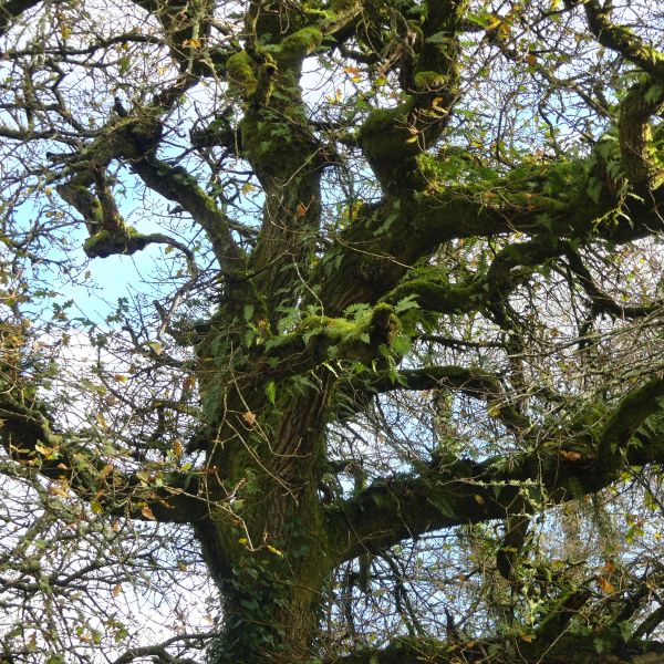 Ferns and moss on an old tree in winter near Penrice Castle Estate in Gower, South Wales