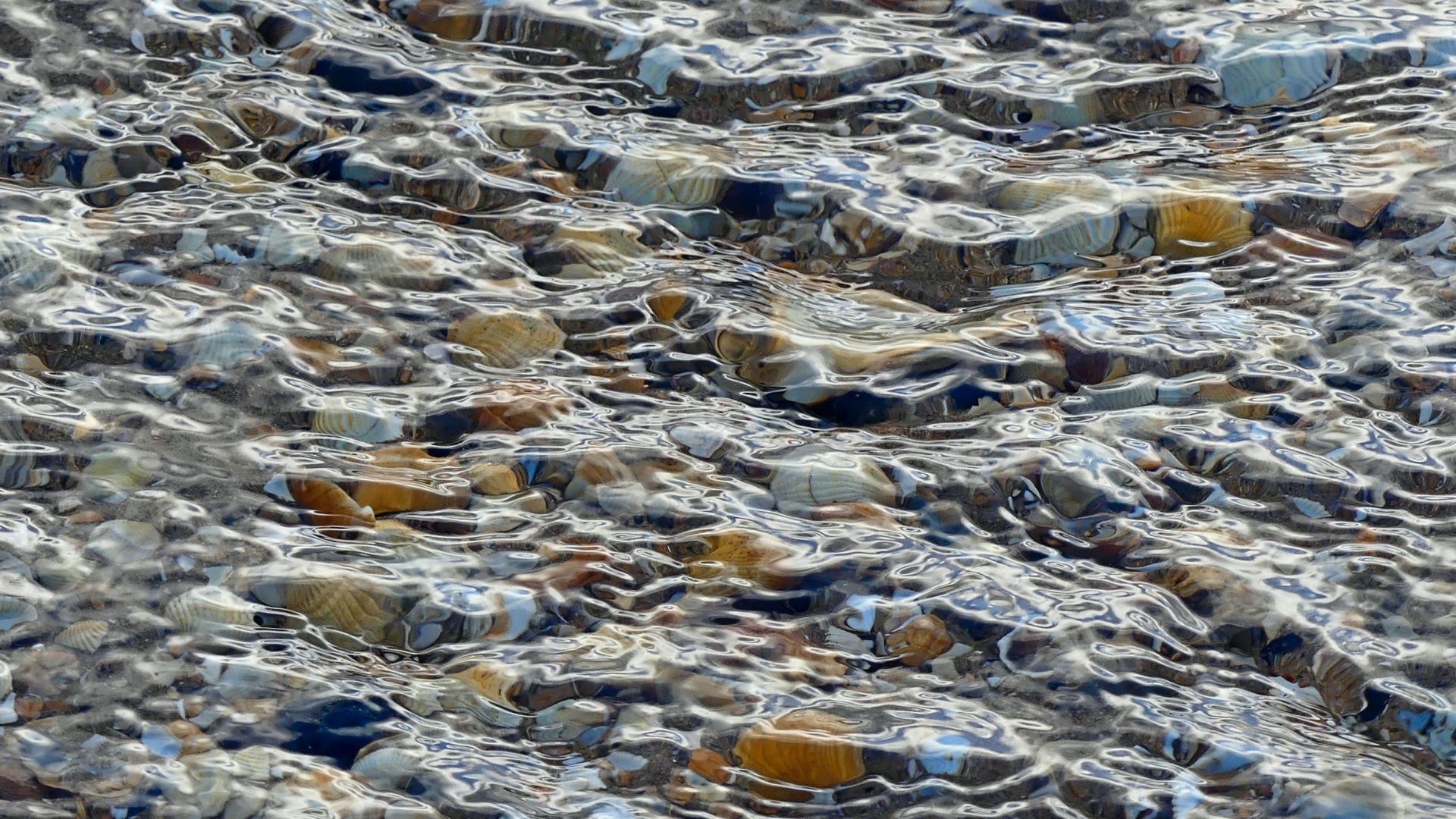 Water rippling over seashells in a beach stream