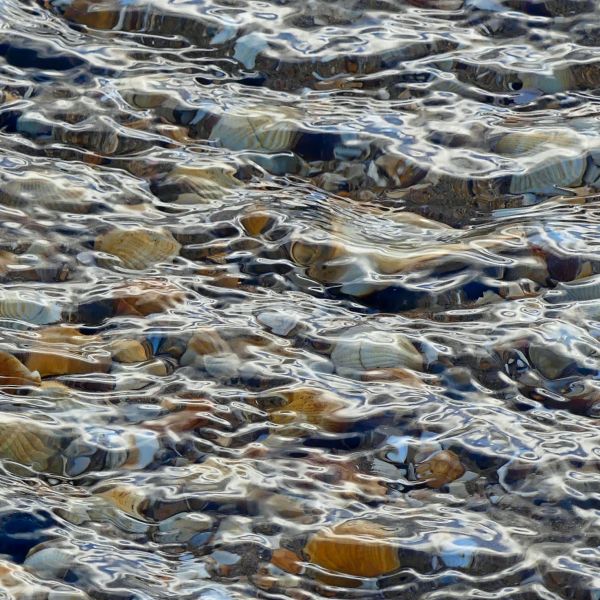 Water rippling over seashells in a beach stream